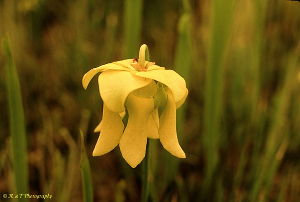 {Sarracenia flava}